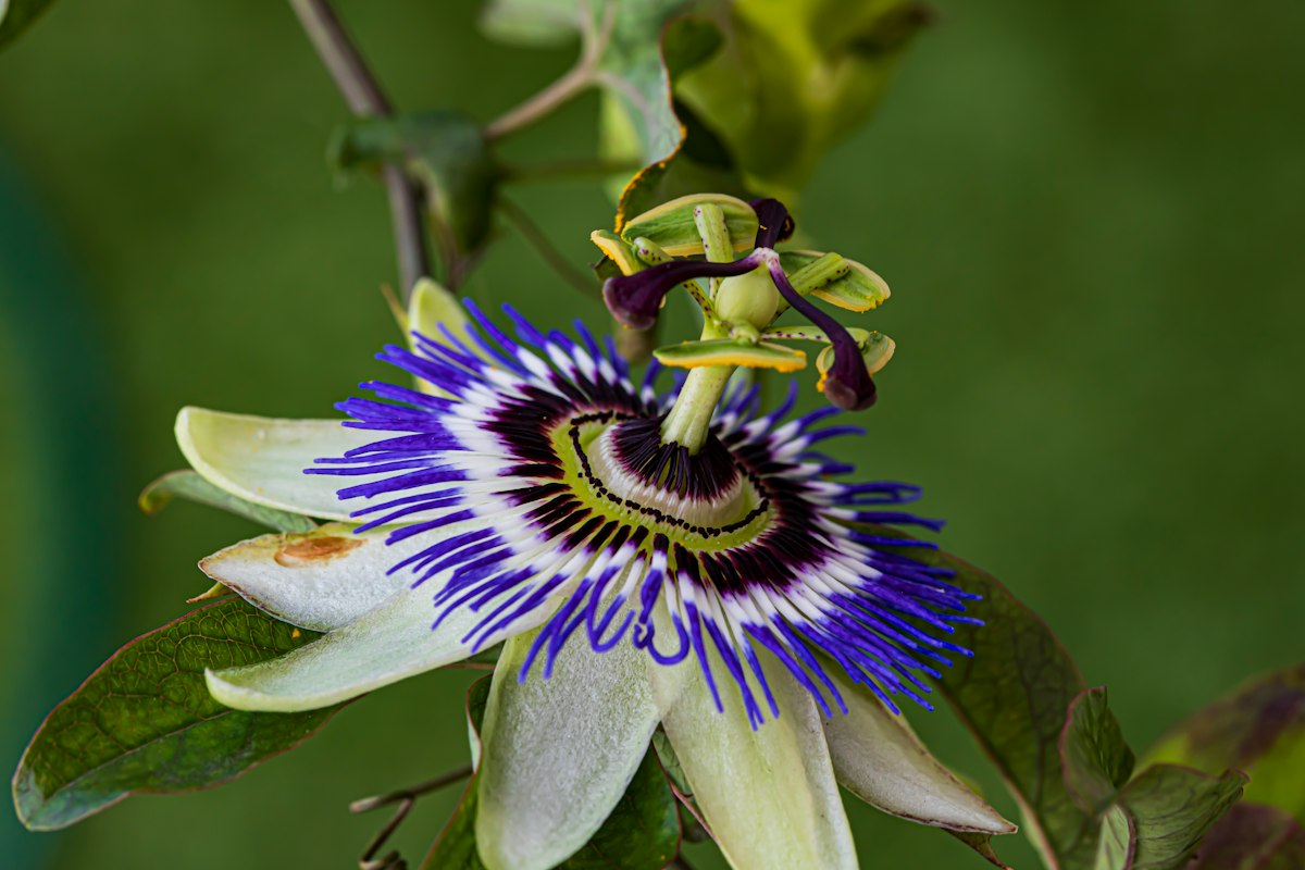 Plantas medicinales para el sistema nervioso