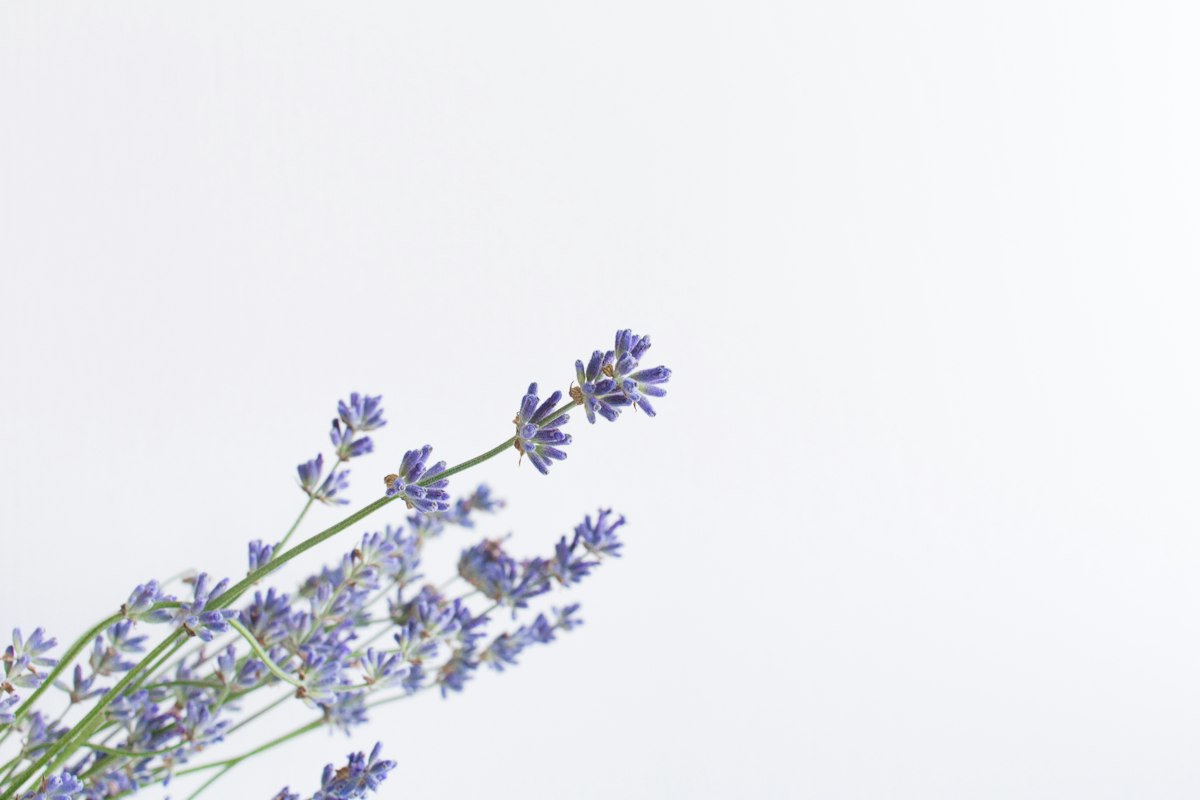 Pasiflora - flor medicinal tranquilizante